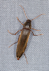 Serropalpus barbatus