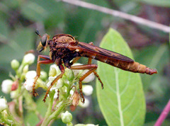 Asilus sericeus