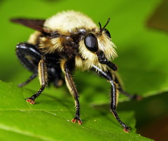 Laphria grossa