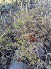 Cymopterus terebinthinus