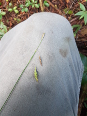Carex castanea