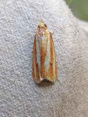 Sparganothis tristriata