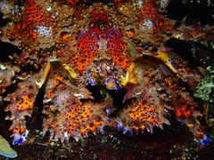 Echidnocerus cibarius