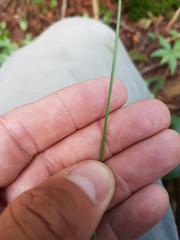 Carex castanea