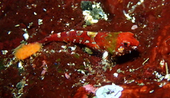 Artedius harringtoni