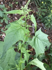 Chenopodiastrum simplex