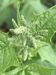 Chenopodiastrum simplex