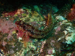 Alloclinus holderi