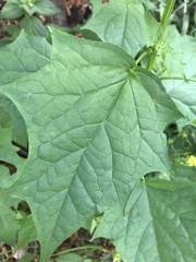 Chenopodiastrum simplex