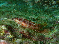 Alloclinus holderi