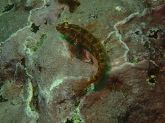 Alloclinus holderi
