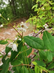 Apocynum × floribundum