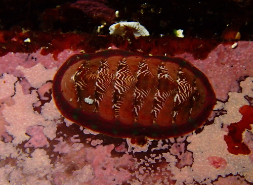 Remarkable Red Chiton
