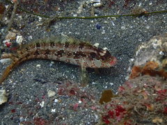 Alloclinus holderi