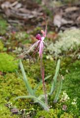Caladenia rosella