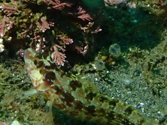 Alloclinus holderi