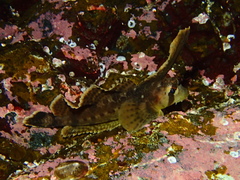 Nautichthys oculofasciatus