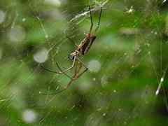 Nephila cornuta