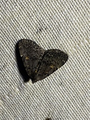 Idia diminuendis