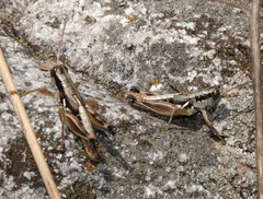 Melanoplus femurnigrum