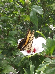 Papilio glaucus