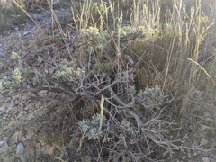 Artemisia arbuscula