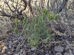 Cordylanthus ramosus