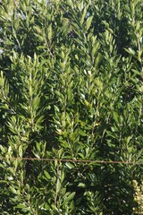 Allophylus natalensis