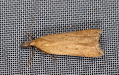 Dichomeris limosellus