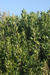 Allophylus natalensis