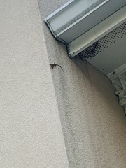Anolis carolinensis