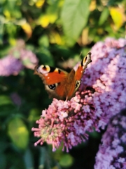 Aglais io