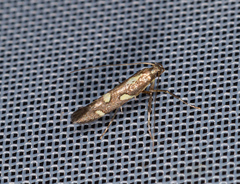Calybites phasianipennella