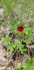 Potentilla thurberi