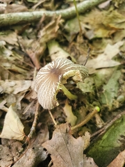 Pluteus deceptivus