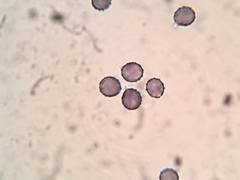 Russula flavisiccans