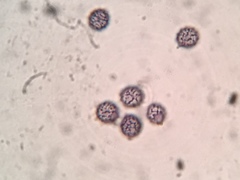 Russula flavisiccans