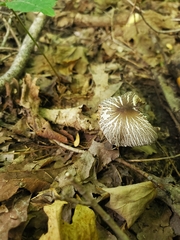 Pluteus deceptivus