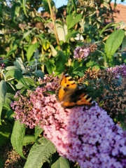 Aglais urticae