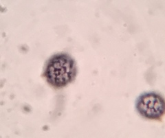 Russula flavisiccans