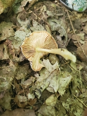 Pluteus deceptivus