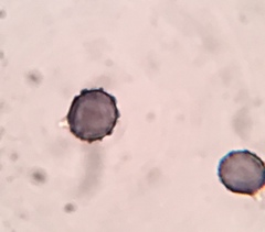 Russula flavisiccans