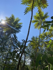 Bocconia arborea