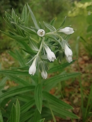 Lithospermum trinervium