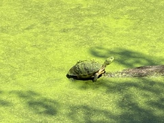 Trachemys scripta scripta