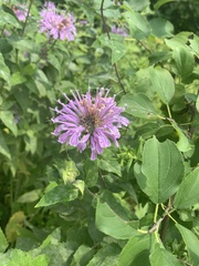 Monarda fistulosa