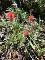 Castilleja peirsonii