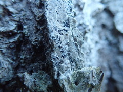 Alyxoria varia