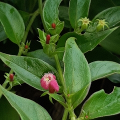 Manettia reclinata