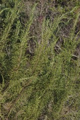 Passerina rigida